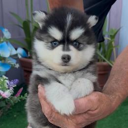 Moolah - Black and white female Pomsky puppy in Spring Hill, Florida from PDQ Pomskies