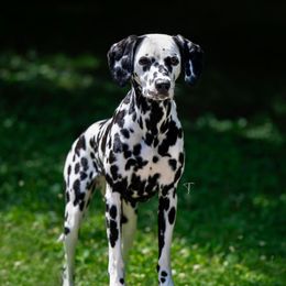 Tipsy - Dalmatian