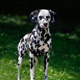 Tipsy - Dalmatian