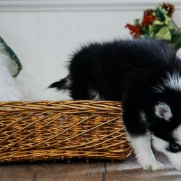 Pomsky Puppies from Arctic Star Pomskies