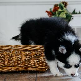 Pomsky Puppies from Arctic Star Pomskies