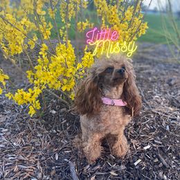 Missy  - Poodle