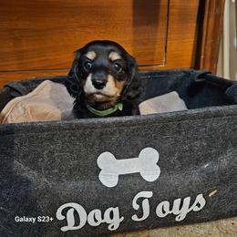 Kleya (green) - Black and tan female Dachshund puppy in Hartford, Michigan from Mac Fam Dachshunds