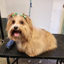 X - Havanese