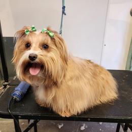 X - Havanese