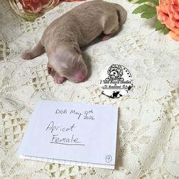 Apricot girl - Yellow and white female Bernedoodle puppy in Graham, Texas from 2 Rose Ranch Doodles