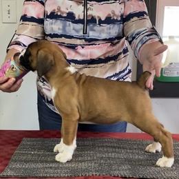 Girl 1 - Fawn female Boxer puppy in Wellsville, Missouri from Casino Boxers