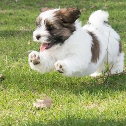 Chesapeake Bay Retriever and Havanese Puppies from Green Gables Havanese