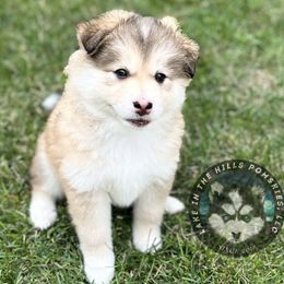 Pomsky Puppies from Lake in the hills Pomskies