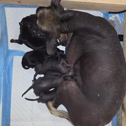 7 - Black male Xoloitzcuintli puppy in Pierson, Michigan from Mickam's Xolo's