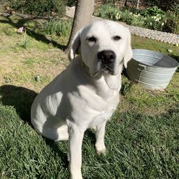 Labrador Retriever All Grown Up from Chateau St. John