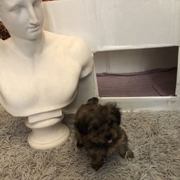 Yorkipoo Puppies from Tuts Pups Cafe