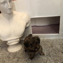 Yorkipoo Puppies from Tuts Pups Cafe