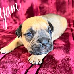 Yam - Red sable female American Pit Bull Terrier puppy in Nine Mile Falls, Washington from Bartin Kennels