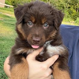 Brynlee - Red tri-color female Australian Shepherd puppy in Nicholasville, Kentucky from Sugar Creek Aussies