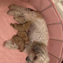 Boy 1 - Apricot male Maltipoo puppy in Tomball, Texas from Angela Hurd's Maltipoos