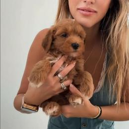 Male 1 - Red  male Goldendoodle puppy in Clarksville, Tennessee from Tennessee Goldendoodles, since 2014