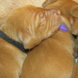 Vizslas from Sierra Vizslas