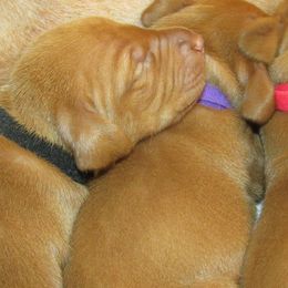 Vizslas from Sierra Vizslas