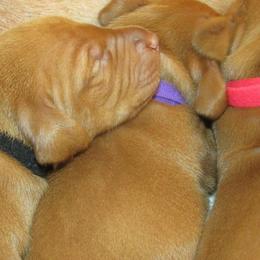 Vizslas from Sierra Vizslas