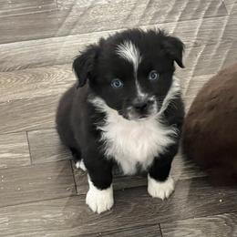 Snowflake - Black & white female Toy Australian Shepherd puppy in Norco, California from River Springs Aussies