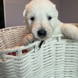 Black female - White female Berger Blanc Suisse puppy in Wilmington, North Carolina from Supernova Swiss Shepherds