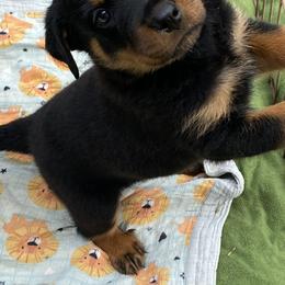 German Shepherd, Pembroke Welsh Corgi, and Rottweiler Puppies from Blitzenhaus Working Dogs