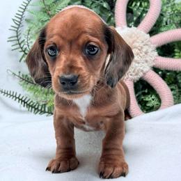 Dustin - Dapple male Dachshund puppy in Lynn, Indiana from StorSma Farms