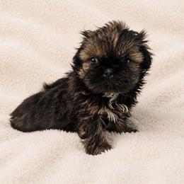 Tilly - Brindle female Shih Tzu puppy in Smithville, Georgia from The Luckie Puppy