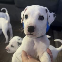 Bluey - White and black male Dalmatian puppy in Hastings, Florida from Love My Spotty Dalmatians