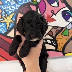 Double Doodle Puppies from Doodle lovers