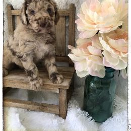Aussiedoodle and Australian Shepherd Puppies from Dunroamin Farms Australian Shepherds and Aussiedoodles
