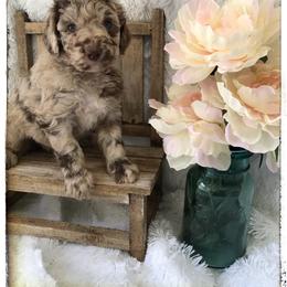 Aussiedoodle and Australian Shepherd Puppies from Dunroamin Farms Australian Shepherds and Aussiedoodles