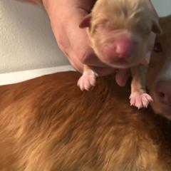 Masuro - Red female Nova Scotia Duck Tolling Retriever puppy in Indiana from WyldeWater Tollers