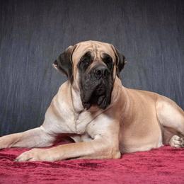 Mastiffs from Gary Schneider’s Mastiffs
