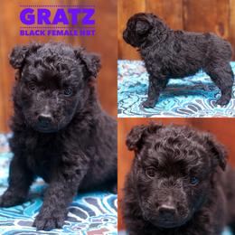Gratz - Black female Mudi puppy in Gatlinburg, Tennessee from Greenbrier
