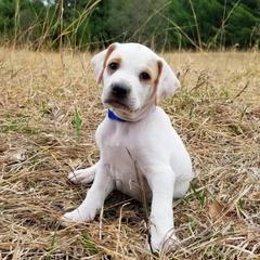 Pointer and Weimaraner Puppies from Silvershot Weimaraners and Pointers
