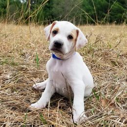 Pointer and Weimaraner Puppies from Silvershot Weimaraners and Pointers