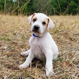 Pointer and Weimaraner Puppies from Silvershot Weimaraners and Pointers