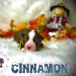 Cinnamon - Red tri male Miniature Australian Shepherd puppy in Lubbock, Texas from Baby Storm Kennels