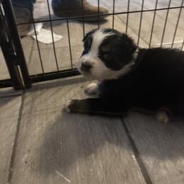 Pink collar - Black tri-color male Australian Shepherd puppy in Defuniak Springs, Florida from Blue Cypress Stock dogs