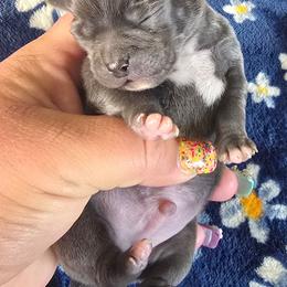 Reeko - Silver and white male Chihuahua puppy in Amity, Pennsylvania from Baxters Chihuahuas