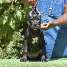 Female 2 - Black female Cane Corso puppy in Willis, Texas from Royal Guardian Cane Corso