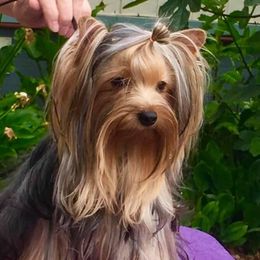 Violet - Yorkshire Terrier