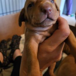 Boy 2 - Golden rust male Vizsla puppy in Stryker, Montana from Jeff Schmieder