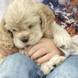Cocker Spaniel Puppies from Doc's Cockers