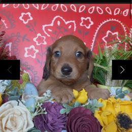 Sunfire - Red male Dachshund puppy in Floresville, Texas from Muddy River Dachshunds