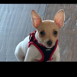 Pup BB - White and tan male Toy Fox Terrier puppy in Clermont, Florida from Debbie Hiles's Toy Fox Terriers