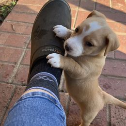Hunter - White and tan male Russell Terrier puppy in Orange, Virginia from Woodside