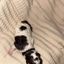 Black collar - Parti male Goldendoodle puppy in Cape Coral, Florida from Magnolia Doodles co.